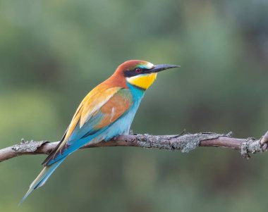 Avrupalı arı yiyici, merops apiaster. Bulutlu bir sabahta, bir kuş düz, bulanık bir arka planda bir dala oturur.