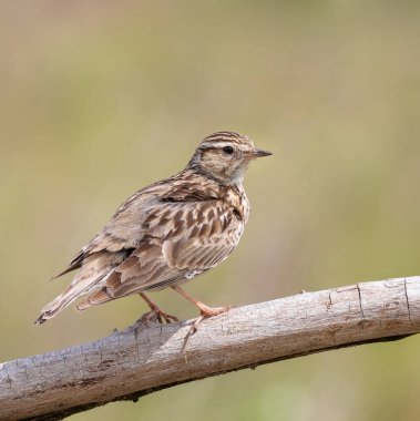 Woodlark, Lullula Arborea 'da. Güzel bir arka planda, bir dalda oturan bir kuş.