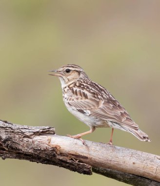 Woodlark, Lullula Arborea 'da. Bir kuş bir dala oturur ve şarkı söyler.