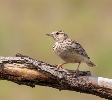 Woodlark, Lullula Arborea 'da. Güzel bir arka planda, bir dalda oturan bir kuş.