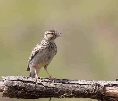 Woodlark, Lullula Arborea 'da. Bir kuş bir dala oturur ve şarkı söyler.