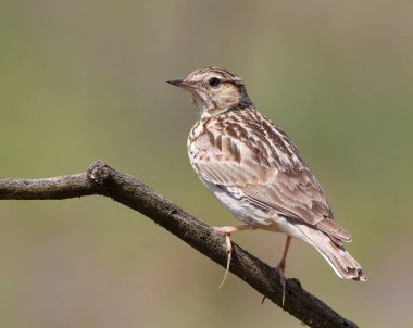 Woodlark, Lullula Arborea 'da. Güzel bir arka planda, bir dalda oturan bir kuş.
