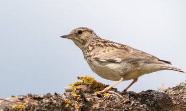 Woodlark, Lullula Arborea 'da. Güzel bir daldaki kuşun yakın çekimi, açık gökyüzü arkaplanı