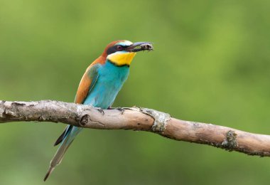 Avrupalı arı yiyici, merops apiaster. Gagasında avıyla bir dalda oturan bir kuş.