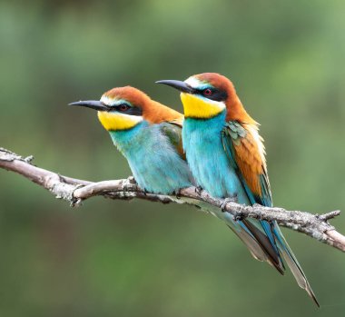 Avrupalı arı yiyici, merops apiaster. Bulanık arka planda bir dalda oturan erkek ve kadın.