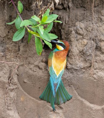 Avrupalı arı yiyici, merops apiaster. Bir kuş yuva yapmak için yerde bir çukur kazar.