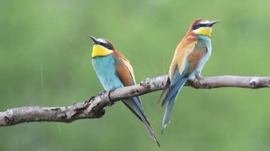 Avrupalı arı yiyici, merops apiaster. Yağmurlu bir sabah, bir dala oturmuş bir çift kuş, erkek tüylerinden yağmur damlalarını sallıyor.