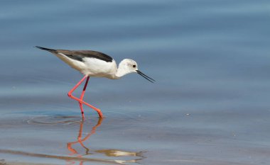 Kara kanatlı stil, Himantopus himantopus. Bir kuş nehir kıyısında yürüyor, avını arıyor.