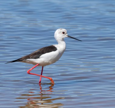Kara kanatlı stil, Himantopus himantopus. Bir kuş sığ sularda nehir boyunca yürür.