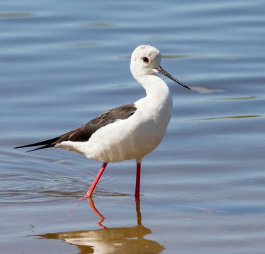 Kara kanatlı stil, Himantopus himantopus. Bir kuş sığ sularda nehir boyunca yürür.