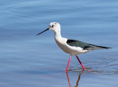 Kara kanatlı stil, Himantopus himantopus. Bir kuş sığ sularda nehir boyunca yürür.