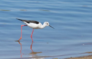 Kara kanatlı stil, Himantopus himantopus. Bir kuş nehir kıyısında yürüyor, avını arıyor.