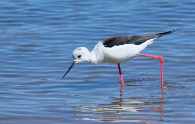 Kara kanatlı stil, Himantopus himantopus. Bir kuş nehir kıyısında yürüyor, avını arıyor.