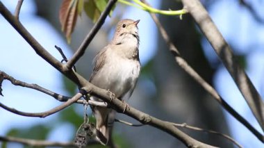 Thrush Bülbülü, Luscinia Luscinia Luscinia. Bir kuş bir dala oturur ve şarkı söyler