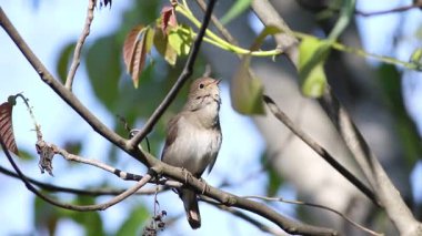 Thrush Bülbülü, Luscinia Luscinia Luscinia. Bir kuş bir dala oturur ve şarkı söyler