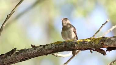 Thrush Nightingale, Luscinia Luscinia Luscinia. Bir kuş bir dala oturur ve şarkı söyler, güzel bir arka plan.