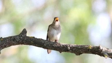 Thrush Nightingale, Luscinia Luscinia Luscinia. Bir kuş bir dala oturur ve şarkı söyler, güzel bir arka plan.
