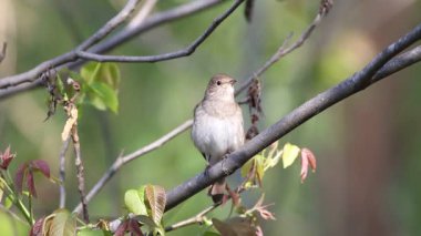 Thrush Bülbülü, Luscinia Luscinia Luscinia. Bir kuş bir dala oturur ve şarkı söyler