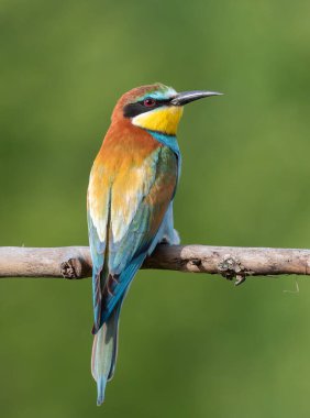 Avrupalı arı yiyici, merops apiaster. Güzel yeşil bir arka planda bir dalda oturan bir kuş.