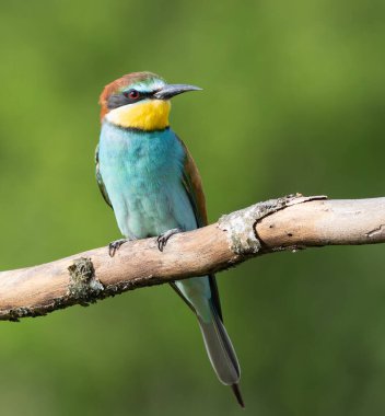 Avrupalı arı yiyici, merops apiaster. Güzel bir kuş düz bir zeminde oturur.