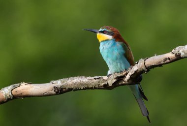 Avrupalı arı yiyici, merops apiaster. Sabahın erken saatlerinde bir kuş dalda oturur ve başka tarafa bakar.
