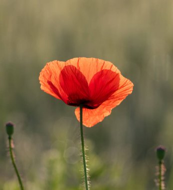 Yaygın gelincik, papaver rhoeas. Çayırda güzel bir çiçek açar.