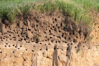 Sand martin, Riparia riparia. Bir kırlangıç kolonisi nehrin yakınındaki bir kum havuzunun dik yamacına yerleşti.