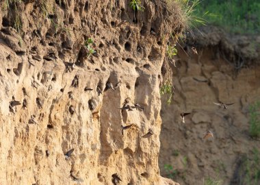 Sand martin, Riparia riparia. Bir kırlangıç kolonisi nehrin yakınındaki bir kum havuzunun dik yamacına yerleşti.