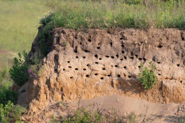 Sand martin, Riparia riparia. Bir kırlangıç kolonisi nehrin yakınındaki bir kum havuzunun dik yamacına yerleşti.