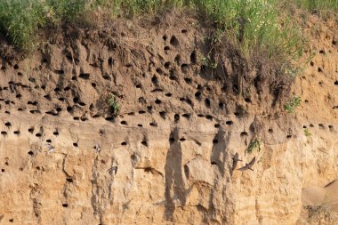 Sand martin, Riparia riparia. Bir kırlangıç kolonisi nehrin yakınındaki bir kum havuzunun dik yamacına yerleşti.