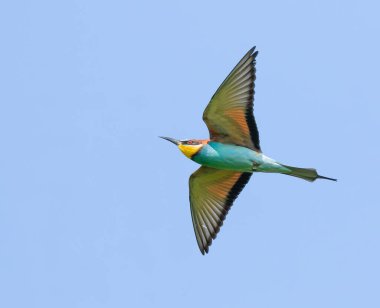 Avrupalı arı yiyici, merops apiaster. Gökyüzüne karşı uçan bir kuş