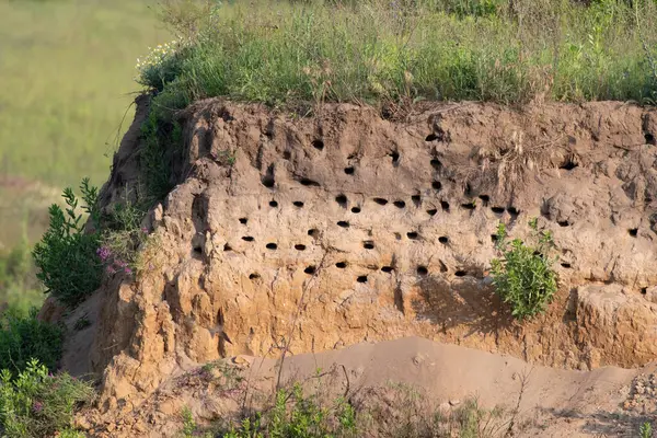 Sand martin, Riparia riparia. Bir kırlangıç kolonisi nehrin yakınındaki bir kum havuzunun dik yamacına yerleşti.