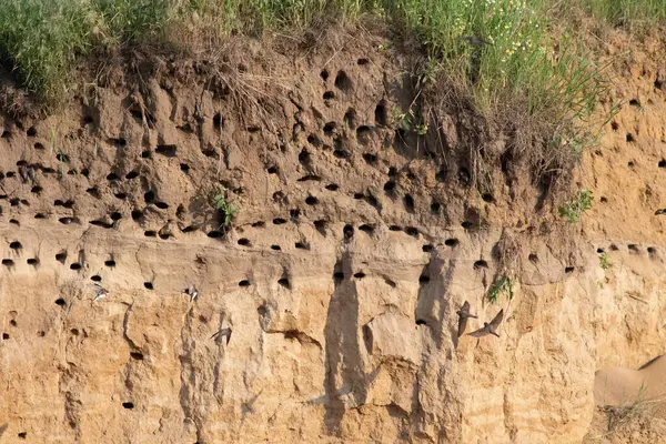 Sand martin, Riparia riparia. Bir kırlangıç kolonisi nehrin yakınındaki bir kum havuzunun dik yamacına yerleşti.