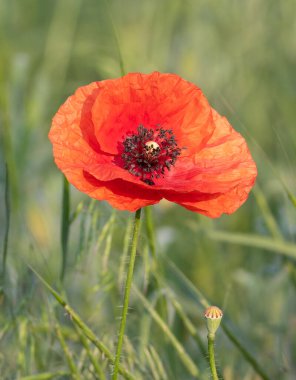 Yaygın gelincik, papaver rhoeas. Çayırda güzel bir çiçek açar.