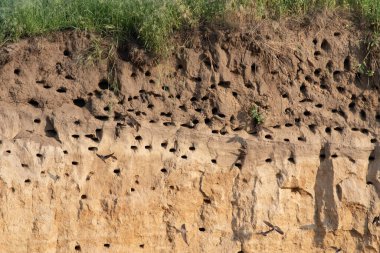 Sand martin, Riparia riparia. Bir kırlangıç kolonisi nehrin yakınındaki bir kum havuzunun dik yamacına yerleşti.