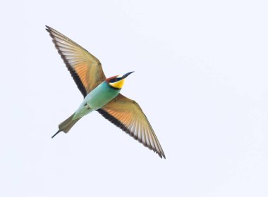 Avrupalı arı yiyici, merops apiaster. Gökyüzüne karşı uçan bir kuş