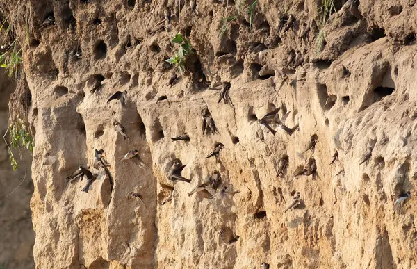 Sand martin, Riparia riparia. Bir kırlangıç kolonisi nehrin yakınındaki bir kum havuzunun dik yamacına yerleşti.