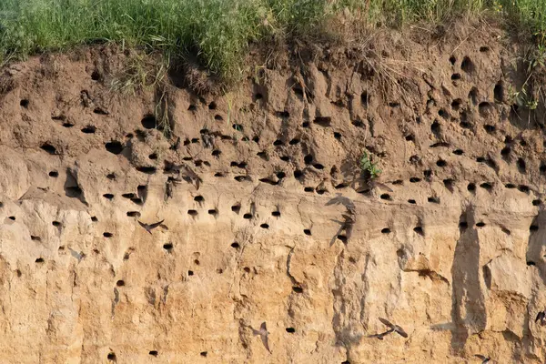 Sand martin, Riparia riparia. Bir kırlangıç kolonisi nehrin yakınındaki bir kum havuzunun dik yamacına yerleşti.