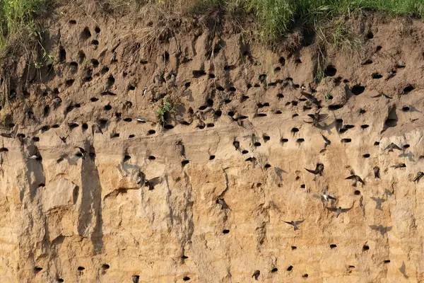 Sand martin, Riparia riparia. Bir kırlangıç kolonisi nehrin yakınındaki bir kum havuzunun dik yamacına yerleşti.