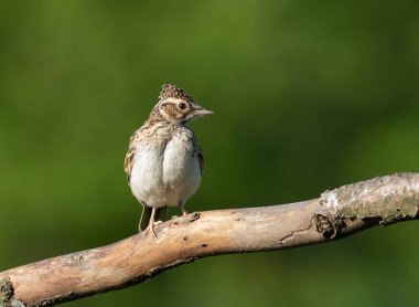 Woodlark, Lullula Arborea 'da. Sabahın erken saatlerinde, bir kuş bir dala oturmuş, armasını dalgalandırıyor.