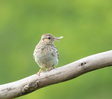 Woodlark, Lullula Arborea 'da. Av dalında oturan bir kuş, güzel bir geçmişi var.