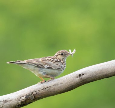 Woodlark, Lullula Arborea 'da. Av dalında oturan bir kuş, güzel bir geçmişi var.