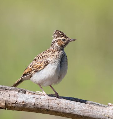 Woodlark, Lullula Arborea 'da. Bir kuş dalda oturuyor, tüylerini kabartıyor.