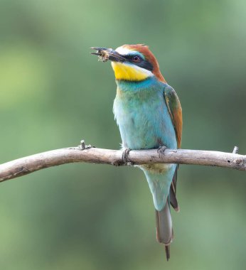 Avrupalı arı yiyici, merops apiaster. Arı yakalayan bir kuş, bir dala oturmuş, çok güzel bir arka plan