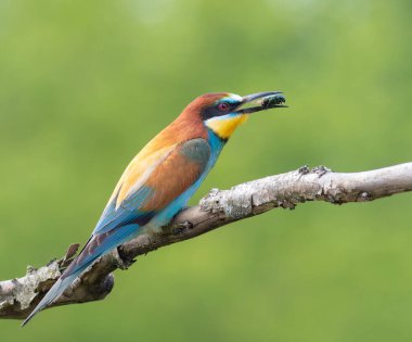 Avrupalı arı yiyici, merops apiaster. Bir kuş bir dala oturmuş, bir böcek yakaladı, çok güzel bir arka plan.