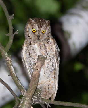Avrasya baykuşu, Otus yılanı. Bir kuş ağaçta oturur, aşağıdaki şeye bakar.