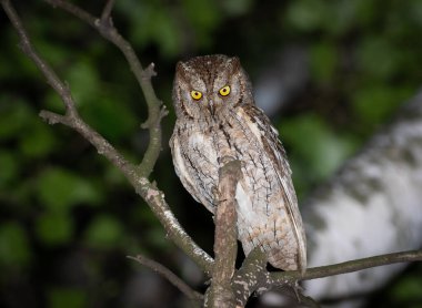 Avrasya baykuşu, Otus yılanı. Güzel bir kuş bir ağaç dalında oturur.