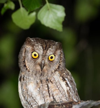 Avrasya baykuşu, Otus yılanı. Bir kuşa yakın çekim