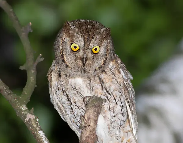Avrasya baykuşu, Otus yılanı. Güzel bir kuş bir ağaç dalında oturur.