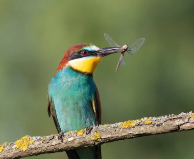 Avrupalı arı yiyici, merops apiaster. Bir dalda oturan bir kuş, gagasında bir yusufçuk tutuyor, çok güzel bir arka plan. Yakın plan.